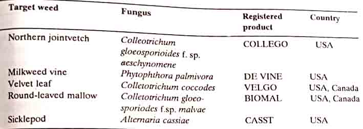 Fungal herbicides used in mycoherbicide strategy
